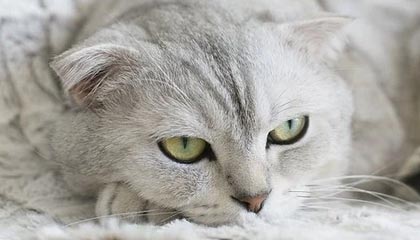 PG电子官网：开启极致娱乐的新纪元